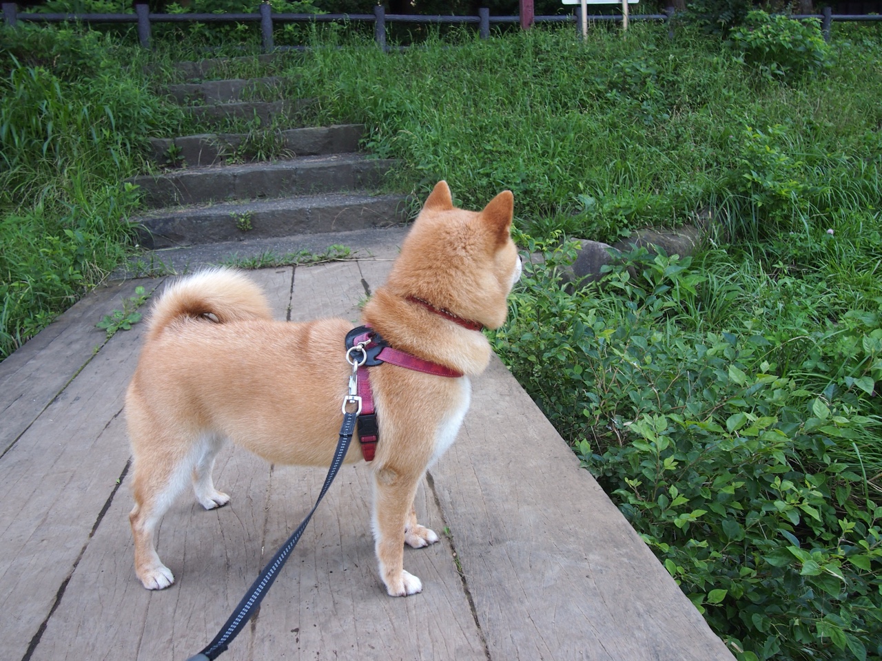 _顶级巡回赛:积分争夺战引发疯狂追逐_,巡回赛规则