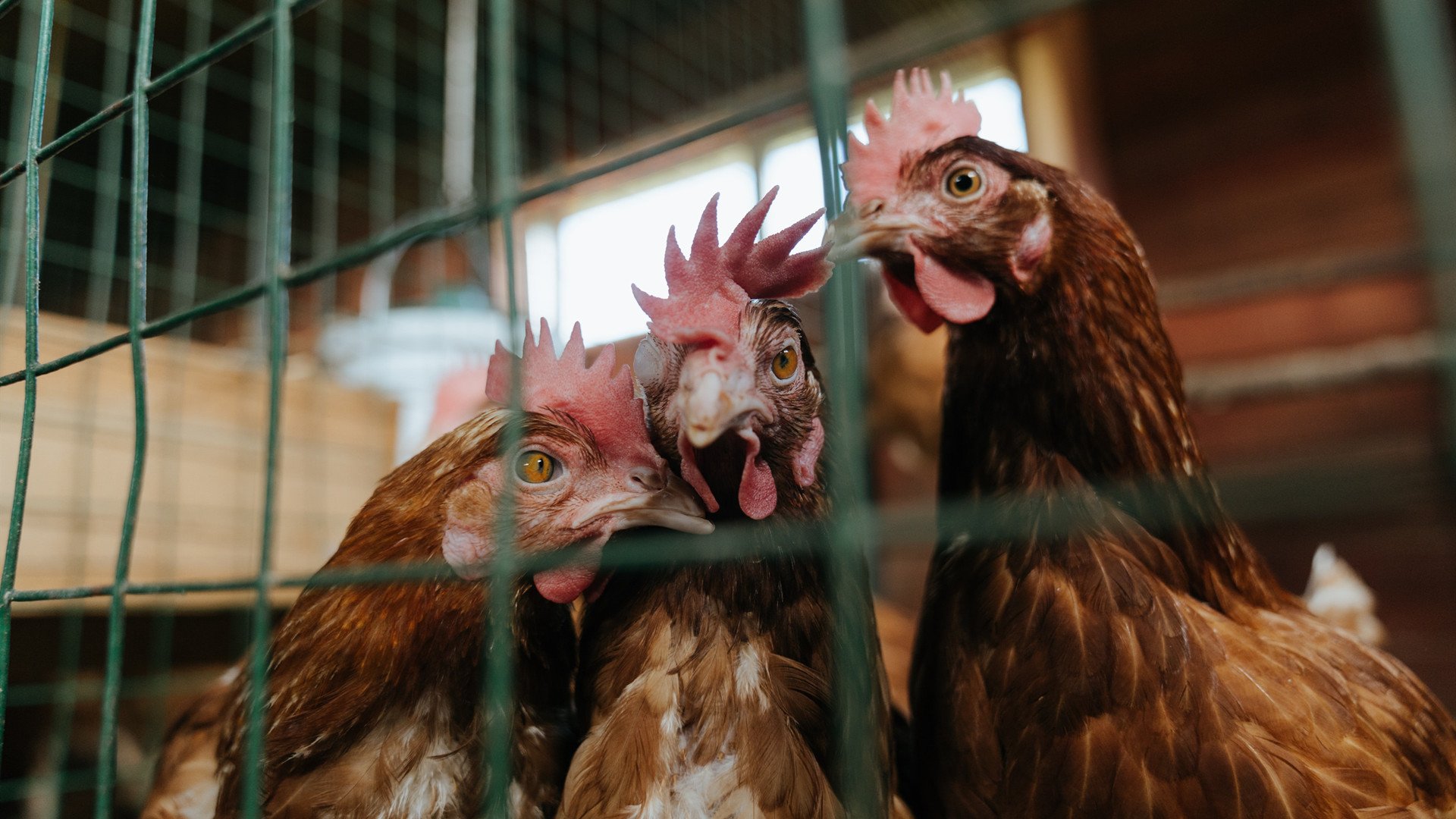 “法甲最终冲刺：多支豪门誓夺冠军，战局令人期待”，法甲豪门球队