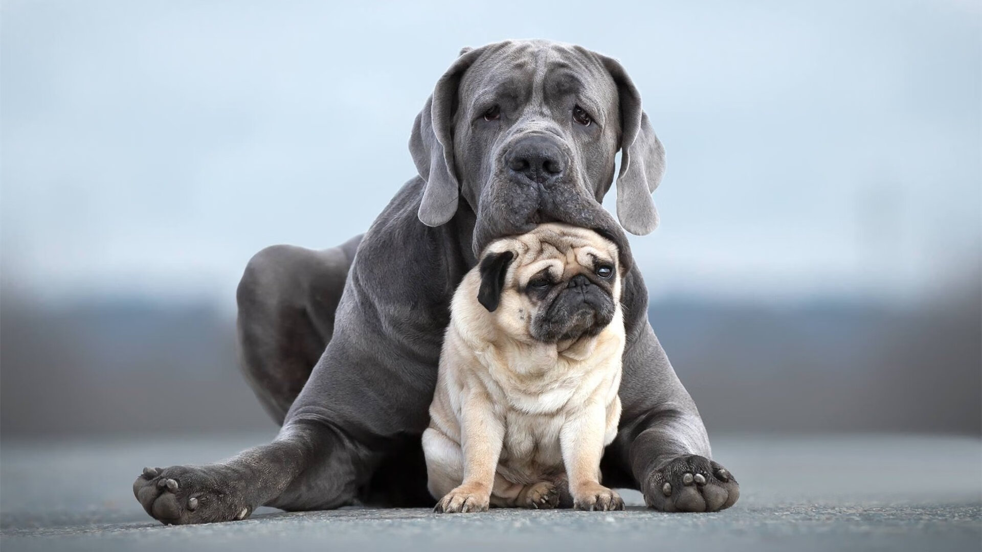“球场趣闻：NBA那些爆笑又令人感动的故事”，nba搞笑的事
