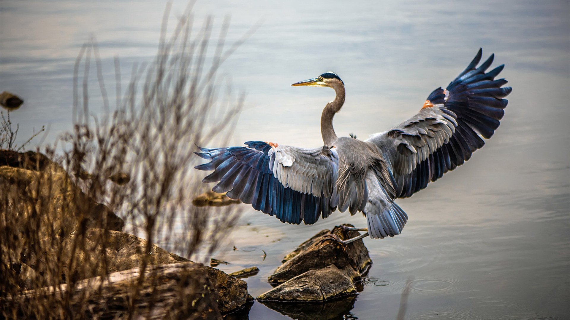 爱游戏app下载-世界拳击组织更新规则，KO判定标准更严格，世界拳击组织的拳王
